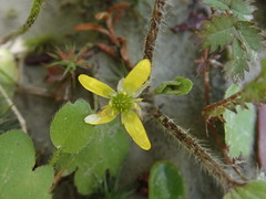 Ranunculus foliosus