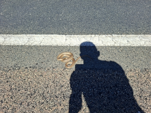 Eastern Brown Snake sighting