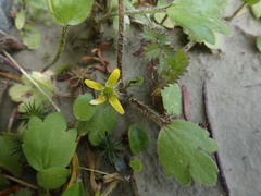Ranunculus foliosus