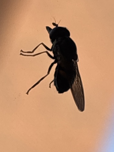 Unknown species found near Butler Memorial Hospital, Butler, PA, US