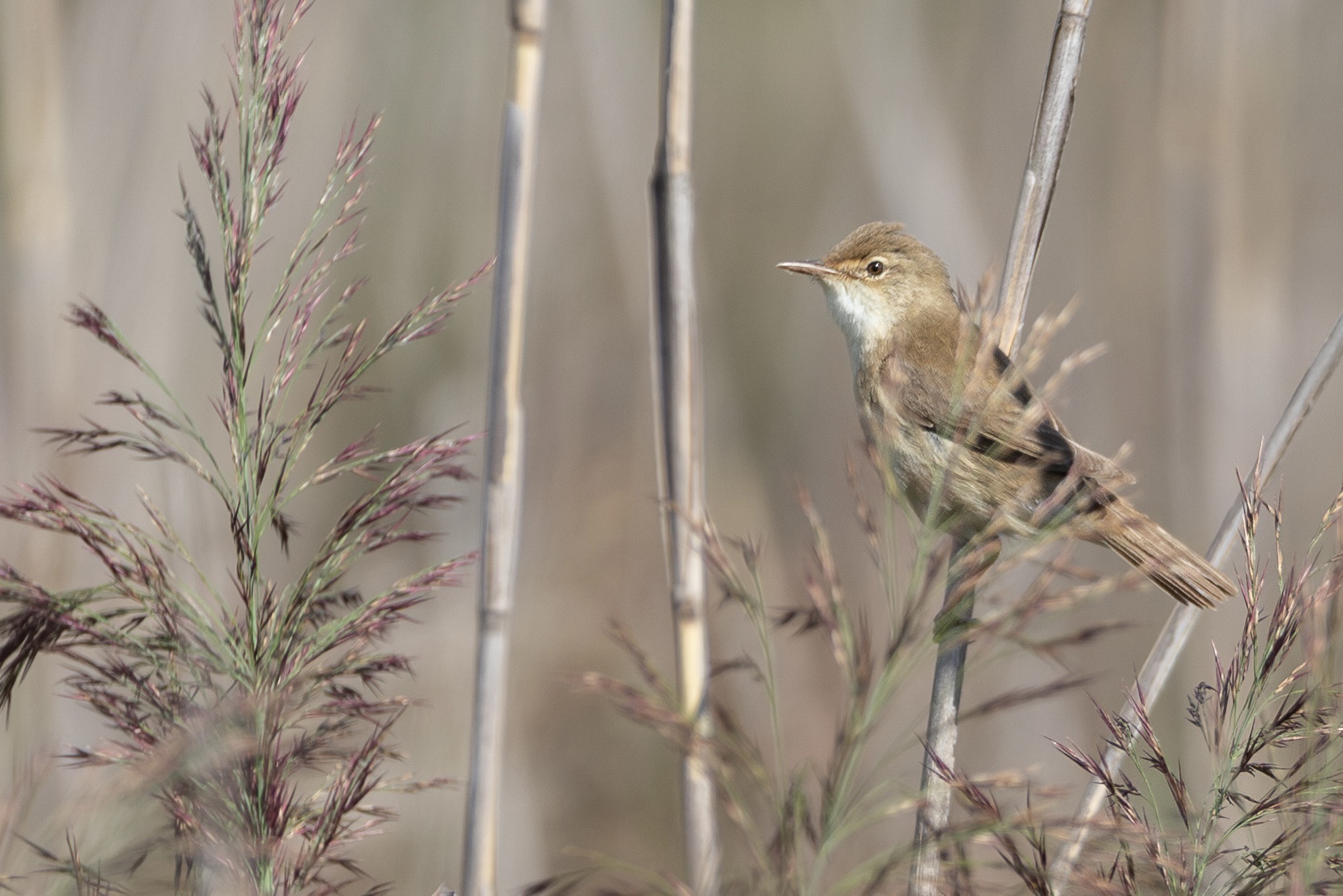 Common Reed Warbler