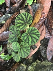 Begonia conipila