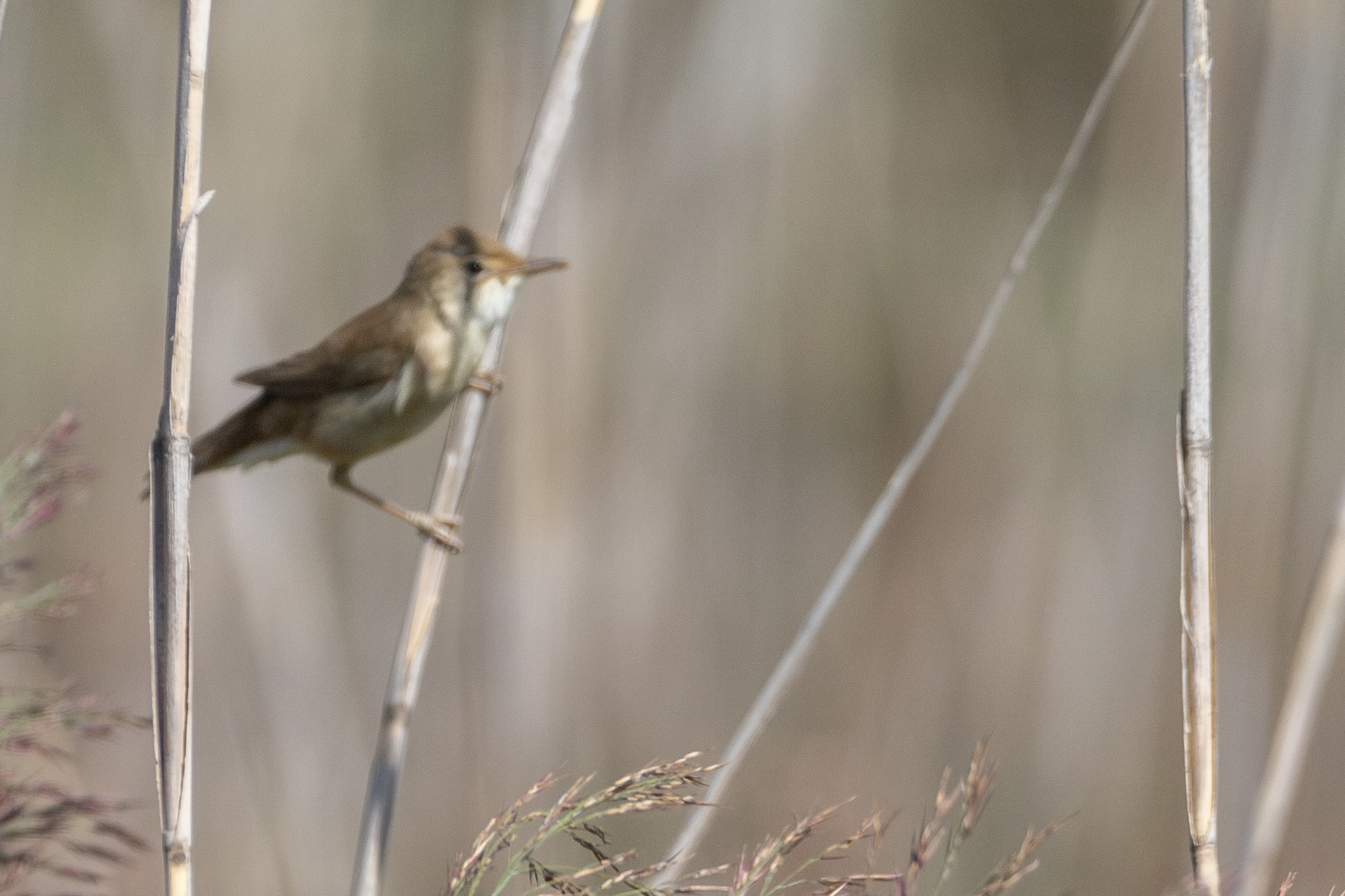 Common Reed Warbler