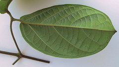 Amphilophium scabriusculum