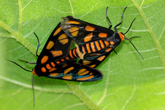 Amata aperta