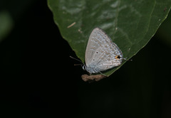 Catochrysops panormus exiguus