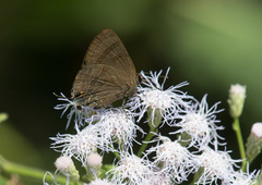 Rapala varuna formosana