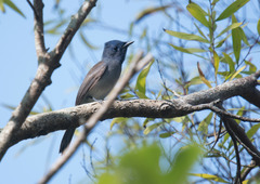 Hypothymis azurea oberholseri