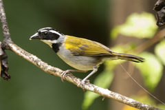 Pectoral Sparrow photo 2