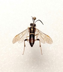 Macrophya formosa