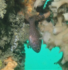 Vincentia novaehollandiae