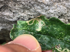 Stigmella ogygia
