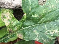 Stigmella ogygia