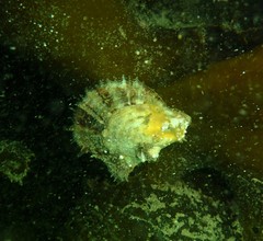 Pteriidae