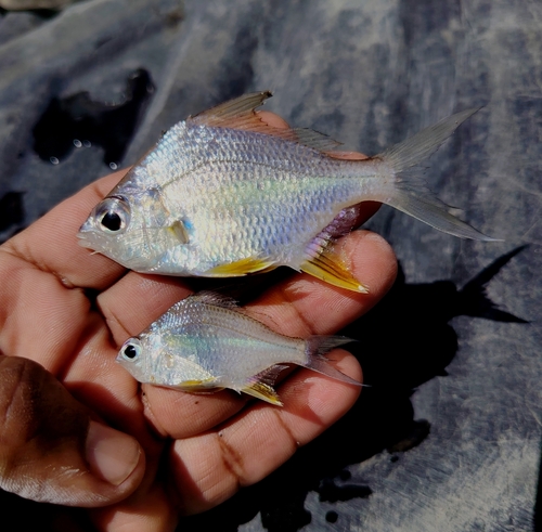 Shortnose mojarra (Diapterus brevirostris) — Gerreidae