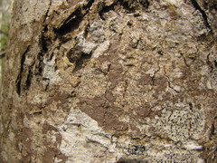 Arthonia radiata