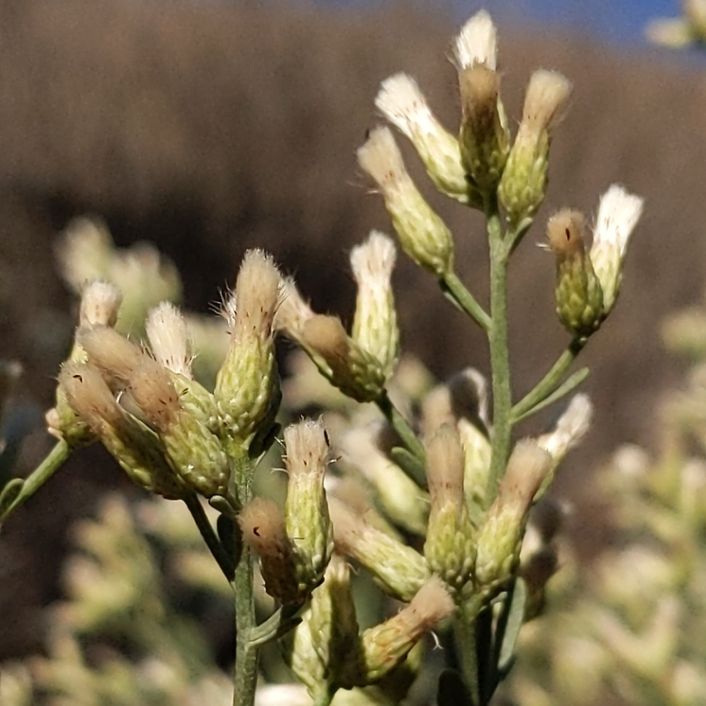 Baccharis salicina; photograph author not stated, no rights reserved