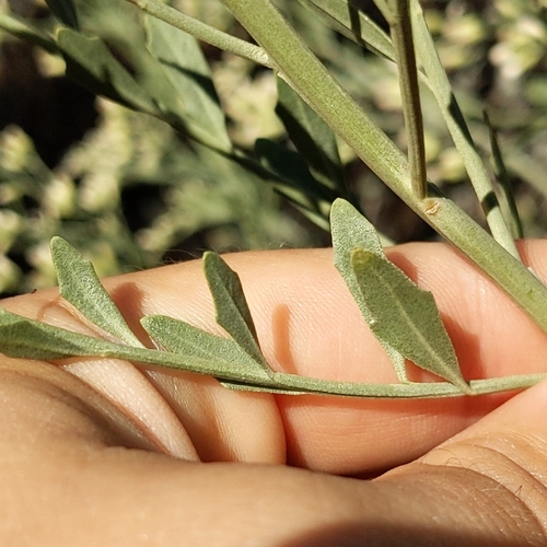 Baccharis salicina, photograph 4