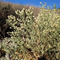 author not stated, no rights reserved Baccharis salicina, photograph author not stated, no rights reserved