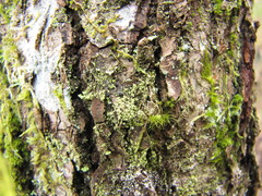 Biatora efflorescens