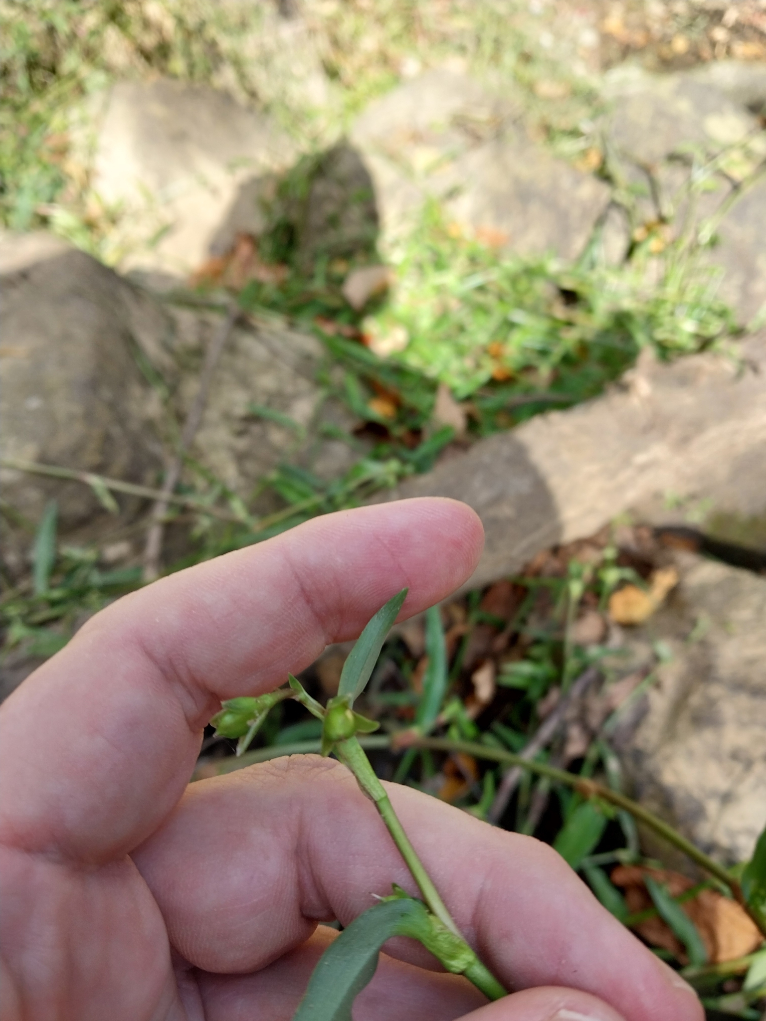Marsh Dewflower (Murdannia keisak)