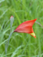 Gladiolus decoratus image