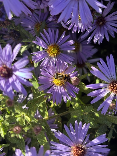Unknown species found near Autumn Ln, Media, PA, US