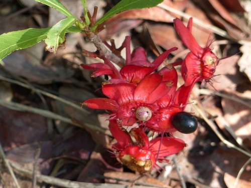 Ochna insculpta image