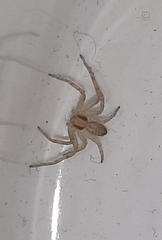 Philodromus