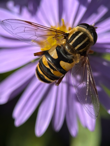 Unknown species found near Delaware, US