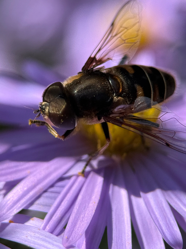 Unknown species found near Delaware, US