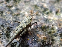 Scelimena gombakensis