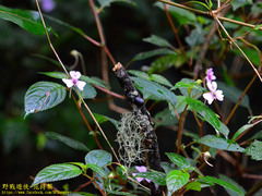 Impatiens leptopoda
