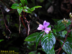 Impatiens leptopoda