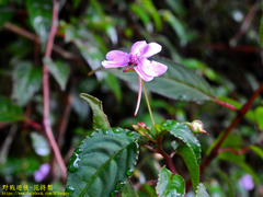 Impatiens leptopoda
