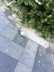 Columba livia domestica