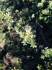 Atamisquea emarginata