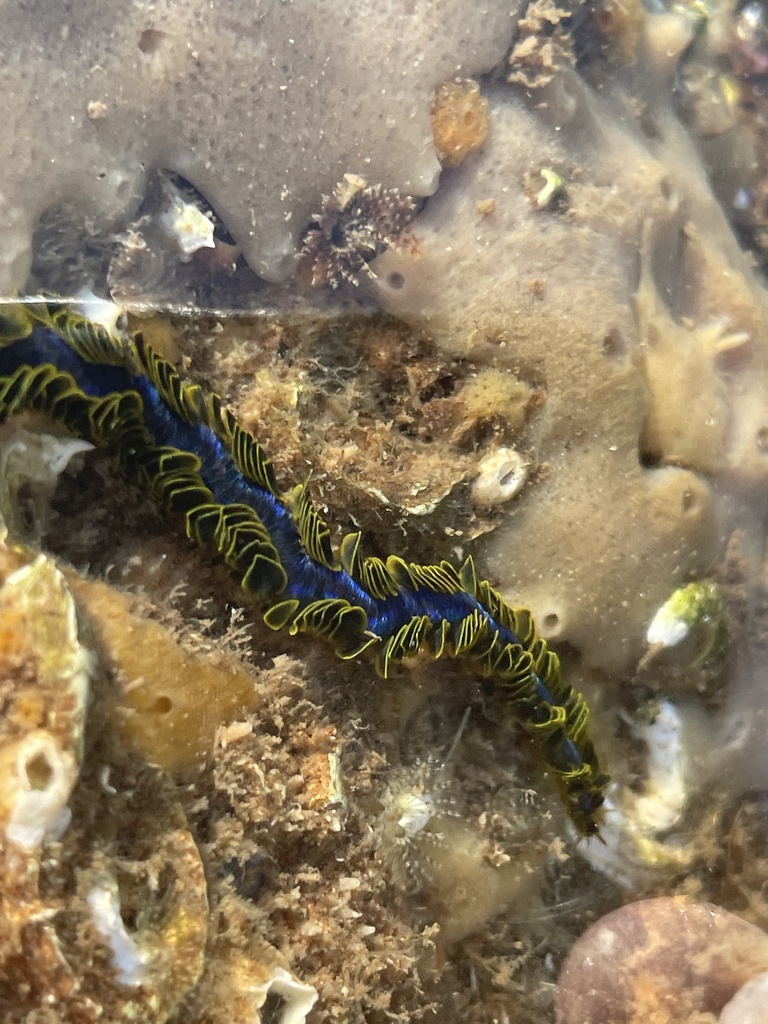 Nereiphylla paretti