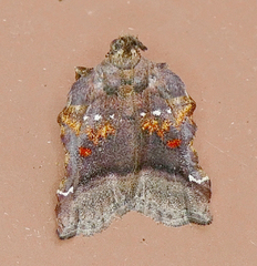 Clydonopteron sacculana