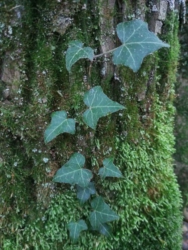 common ivy