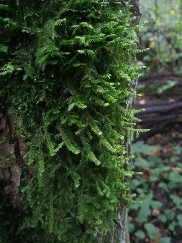 shingle moss