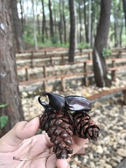 Xylotrupes gideon gideon