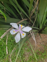Dietes