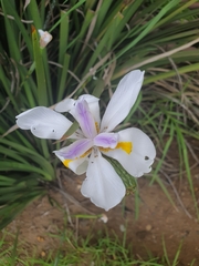 Dietes