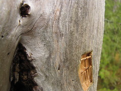 Chaenotheca brunneola