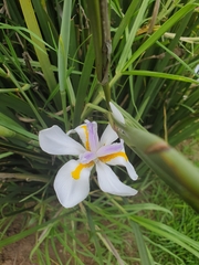 Dietes