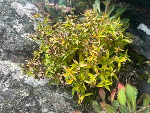 Roan Mountain bluet (Houstonia montana)