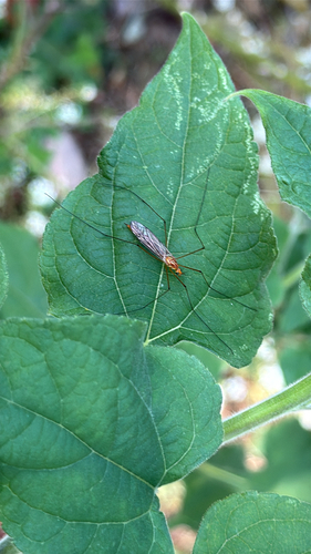 Unknown species found near Cross Field Rd, Greenville, SC, US