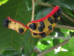 Sterculia shillinglawii