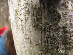 Chaenotheca chrysocephala